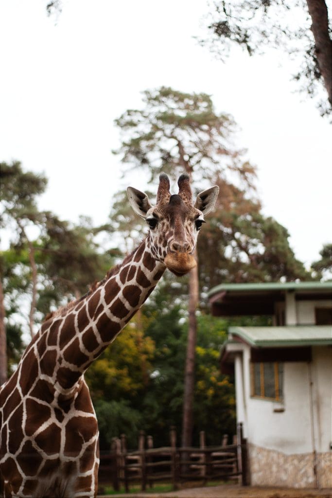 Proximity And Fun: Hotels Near Los Angeles Zoo